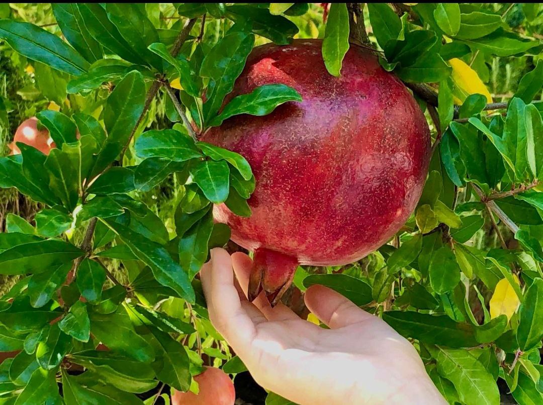 Eastern Lycian Way with a light backpack and hotel stays